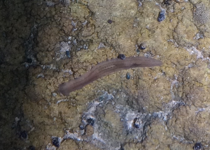 piccolo verme d''acqua dolce a Lefkada